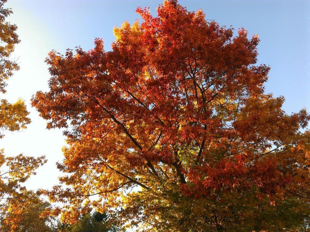 Ferienhaus Ginkgo Biloba Malsbenden المظهر الخارجي الصورة