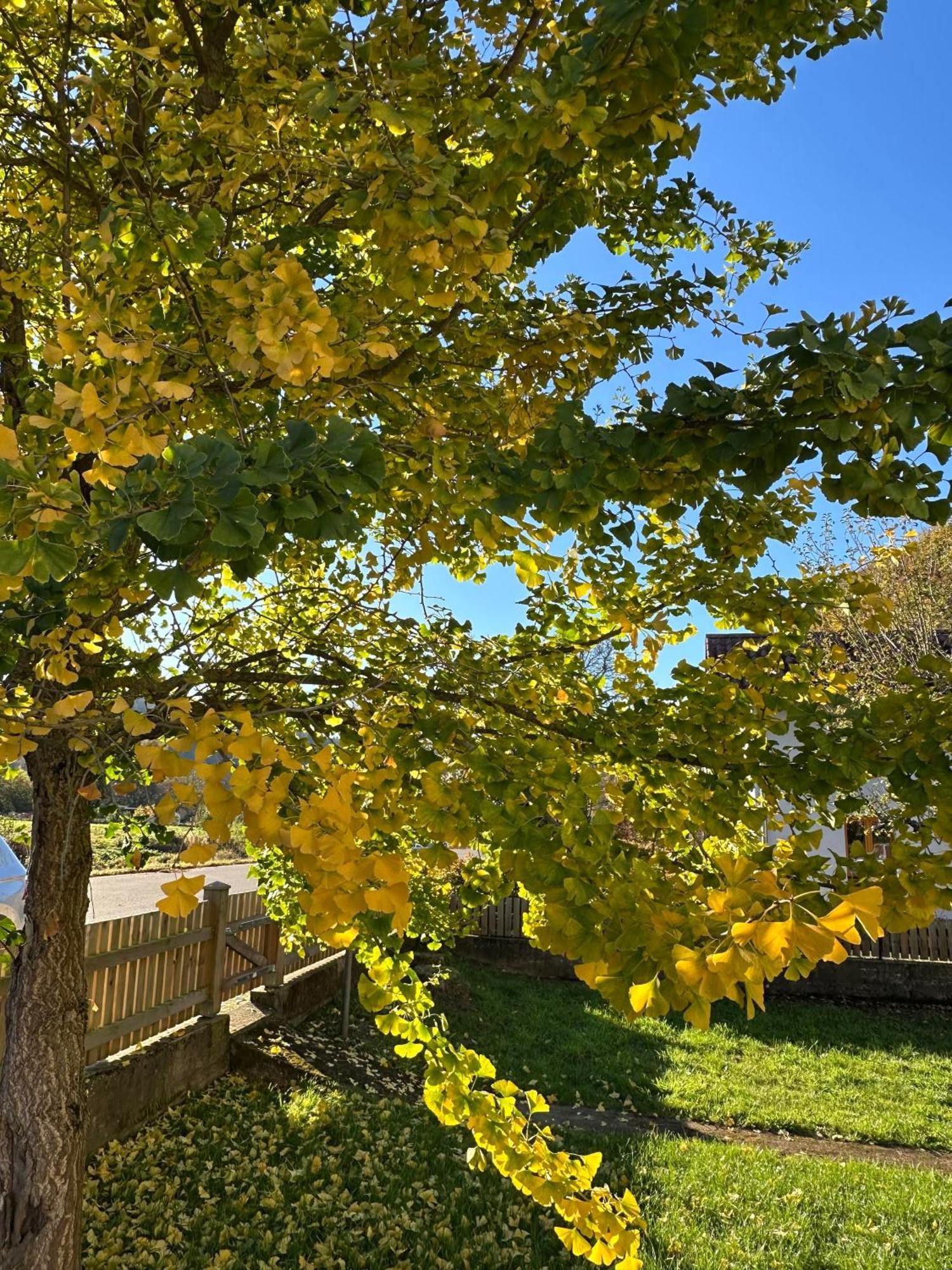 Ferienhaus Ginkgo Biloba Malsbenden المظهر الخارجي الصورة